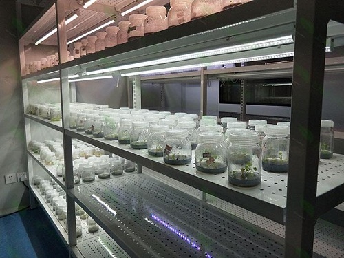 台州植物组织培养实验室设计建设方案